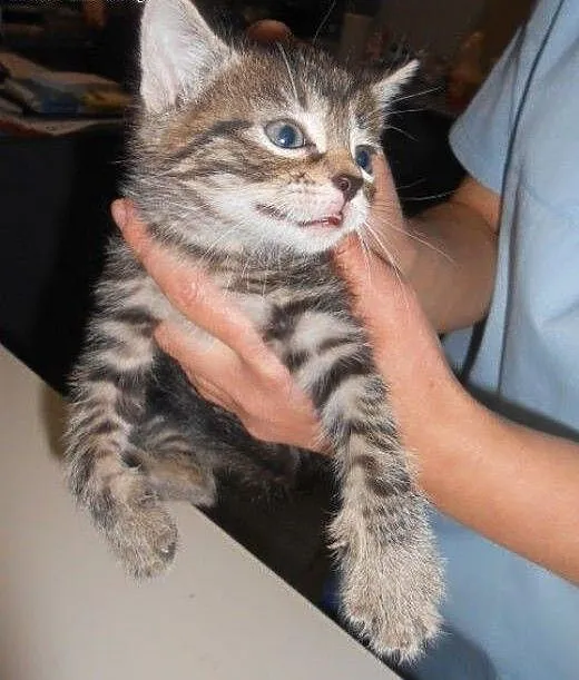 Banda Paszczaka do adopcji!!!, łódzkie Łódź