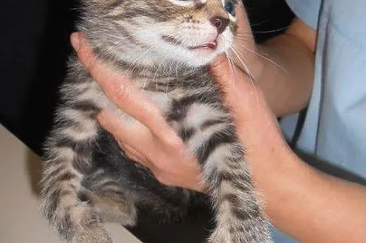 Banda Paszczaka do adopcji!!!,  łódzkie Łódź