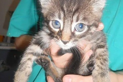 Banda Paszczaka do adopcji!!!,  łódzkie Łódź