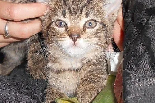 Banda Paszczaka do adopcji!!!,  łódzkie Łódź