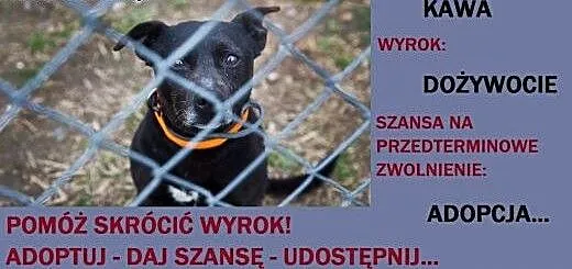 KAWA pilnie szuka rąk do głaskania!, śląskie Kato
