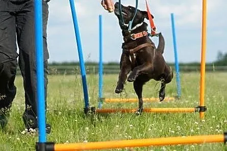 KAWA pilnie szuka rąk do głaskania!,  śląskie Kato