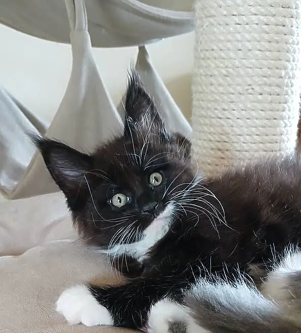 GERONIMO kocurek Maine Coon, Mazowieckie, Warszawa