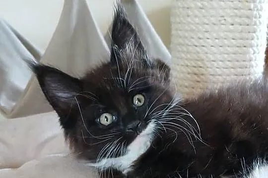 GERONIMO kocurek Maine Coon, Mazowieckie, Warszawa
