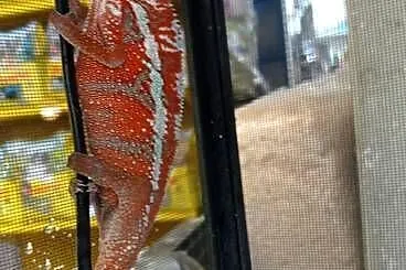 Kameleon Lamparci Samiec
