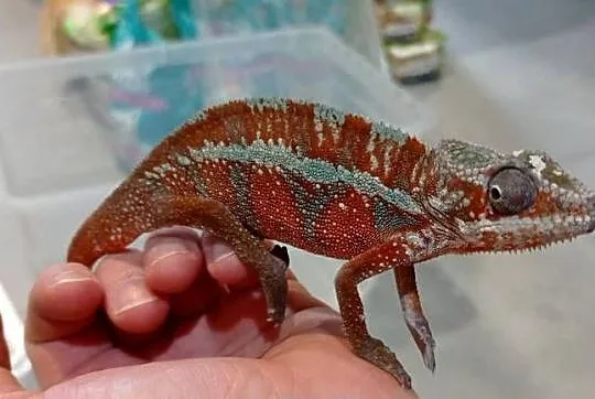 Kameleon Lamparci Samiec, Podkarpackie, Rzeszów
