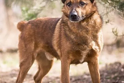 BUBU - piękny, wiecznie uśmiechnięty psiak szuka d