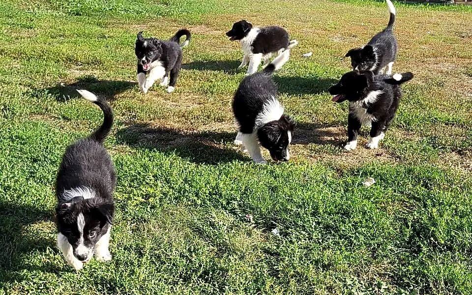 Border collie szczeniak, Kujawsko-pomorskie, Pływaczewo