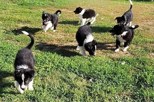 Border collie szczeniak, Kujawsko-pomorskie, Pływaczewo