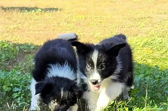 Border collie szczeniak, Kujawsko-pomorskie, Pływaczewo