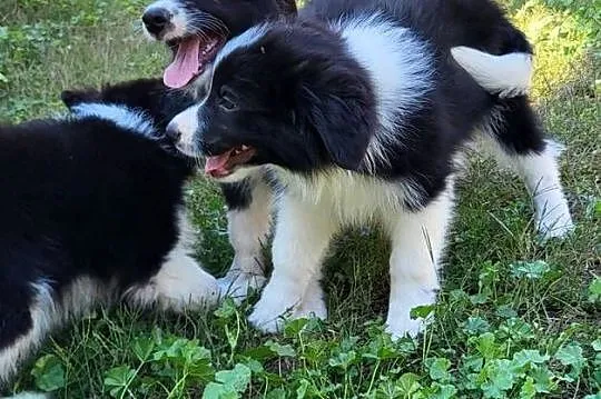 Border collie szczeniak, Kujawsko-pomorskie, Pływaczewo