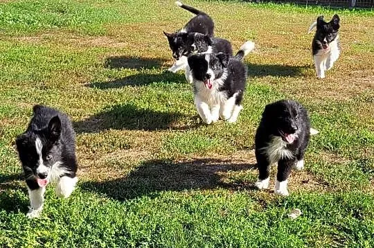 Border collie szczeniak, Kujawsko-pomorskie, Pływaczewo