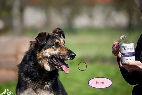 Pokochaj psiaka -którego? Leo