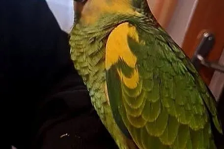 Amazonka niebieskoczelna samica