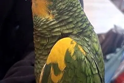 Amazonka niebieskoczelna samica, Małopolskie, Chyżne