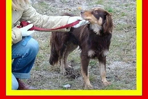 11kg,1rok,przyjacielski,średnio aktywny,delikatny,