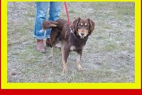 11kg,1rok,przyjacielski,średnio aktywny,delikatny,
