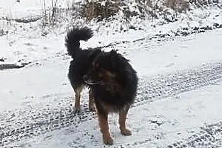 Bezdomny Cywil potrzebuje pomocy!
