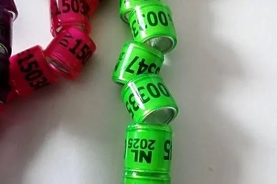 2025r obrączki 230szt-150zl, Mazowieckie, Drążdżewo Nowe