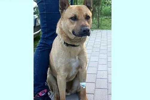 Kuk - wesoły, rezolutny pies szuka domu!,  mazowie