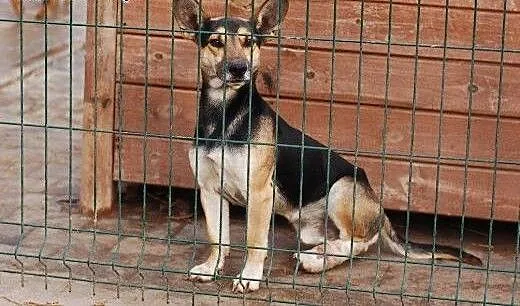 Piękny OTELLO PILNIE POTRZEBUJE DOMU!!!, łódzkie