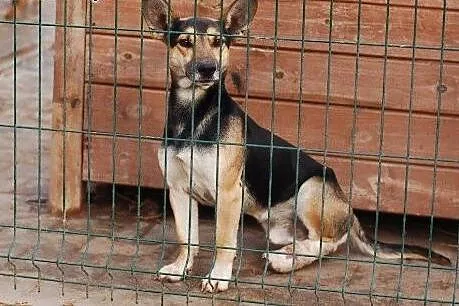 Piękny OTELLO PILNIE POTRZEBUJE DOMU!!!, łódzkie Skierniewice