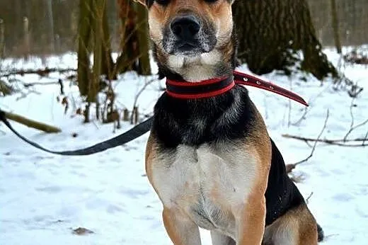 Piękny OTELLO PILNIE POTRZEBUJE DOMU!!!,  łódzkie 