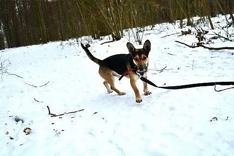 Piękny OTELLO PILNIE POTRZEBUJE DOMU!!!,  łódzkie 