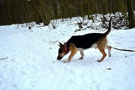 Piękny OTELLO PILNIE POTRZEBUJE DOMU!!!,  łódzkie 