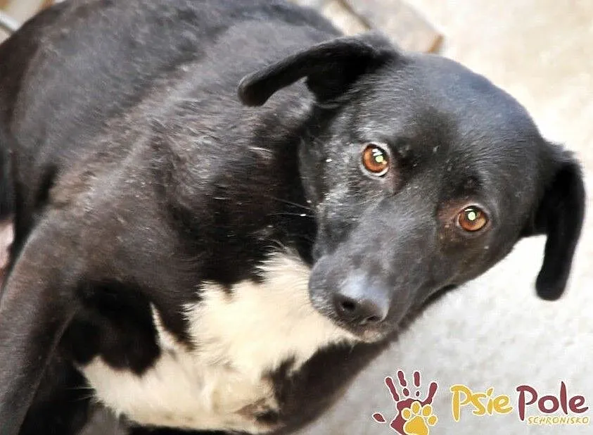 FEBRUSIA-nieduża, spokojna, przestraszona sunia szuka domu, adopcja, Małopolskie, Kraków