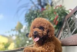 Pudel Toy piesek mocny kolor red