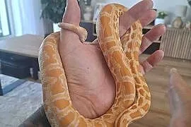 Pyton tygrysi albino samiczka - python bivittatus
