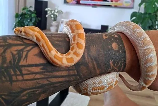 Pyton tygrysi albino samiczka - python bivittatus, Lubuskie, Brzezie k. Sulechowa