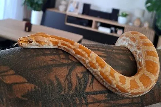 Pyton tygrysi albino samiczka - python bivittatus, Lubuskie, Brzezie k. Sulechowa