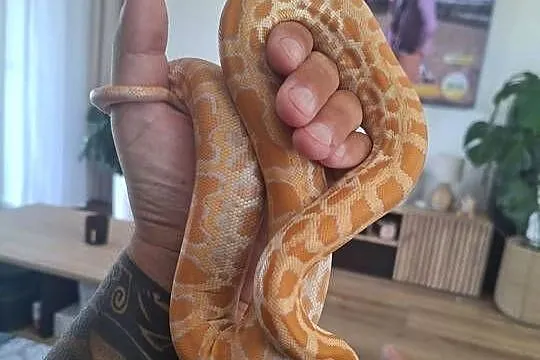 Pyton tygrysi albino samiczka - python bivittatus, Lubuskie, Brzezie k. Sulechowa