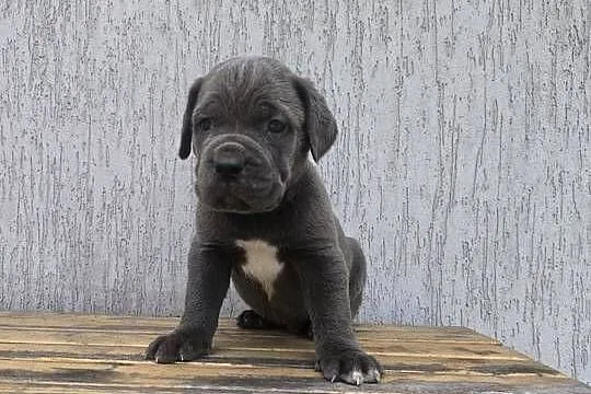 Cane Corso szczeniaki