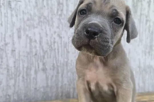 Cane Corso szczeniaki, Podkarpackie, Cieszanów