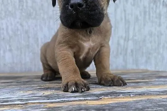 Cane Corso szczeniaki, Podkarpackie, Cieszanów
