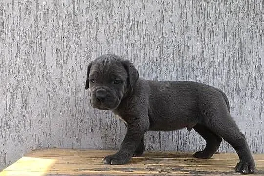 Cane Corso szczeniaki, Podkarpackie, Cieszanów