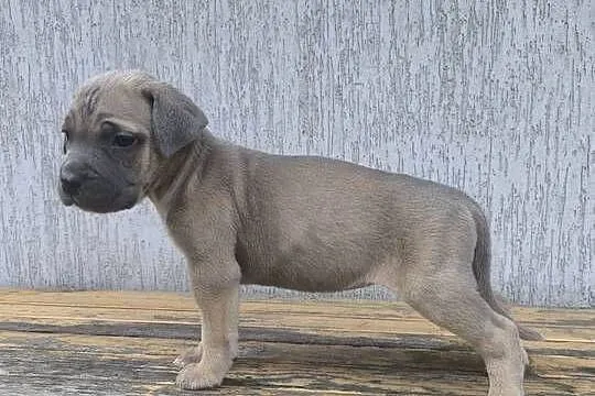 Cane Corso szczeniaki, Podkarpackie, Cieszanów