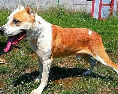 CEZAR - smutny, zrezygnowany psiak w typie amstaffa gaśnie w schronisku, Mazowieckie, Warszawa