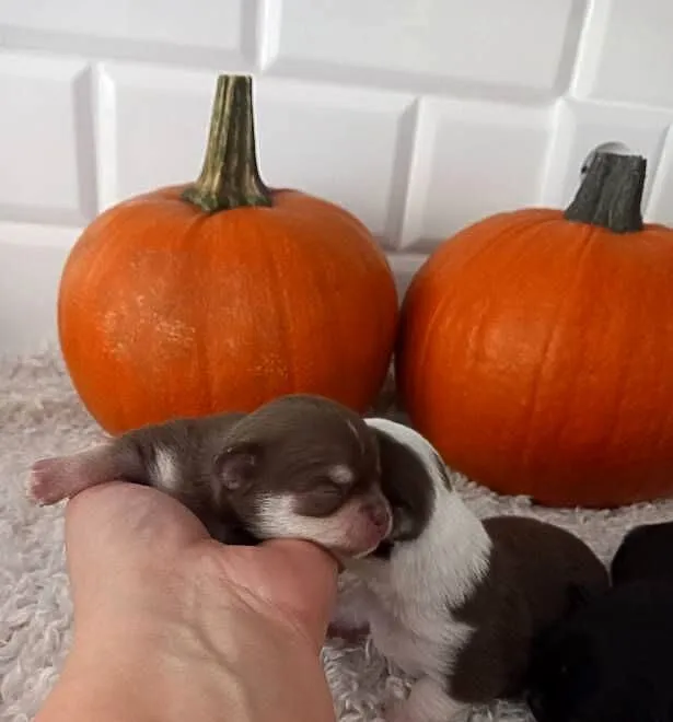 Chihuahua, Opolskie, Strzelce Opolskie