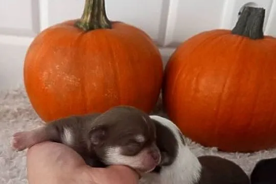 Chihuahua, Opolskie, Strzelce Opolskie