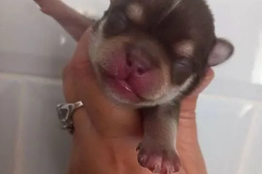 Chihuahua, Opolskie, Strzelce Opolskie