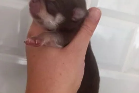 Chihuahua, Opolskie, Strzelce Opolskie