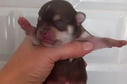 Chihuahua, Opolskie, Strzelce Opolskie