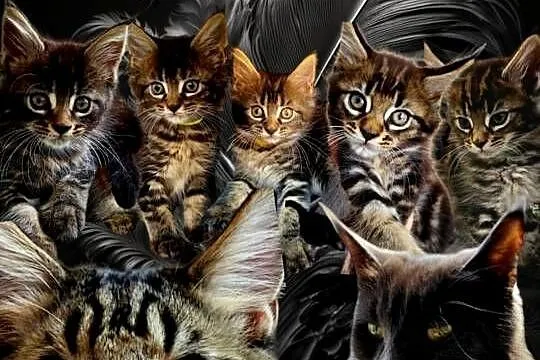 Koteczka Maine Coon, Pomorskie, Kościerzyna