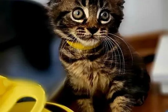 Koteczka Maine Coon, Pomorskie, Kościerzyna