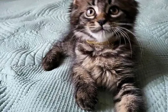 Koteczka Maine Coon, Pomorskie, Kościerzyna