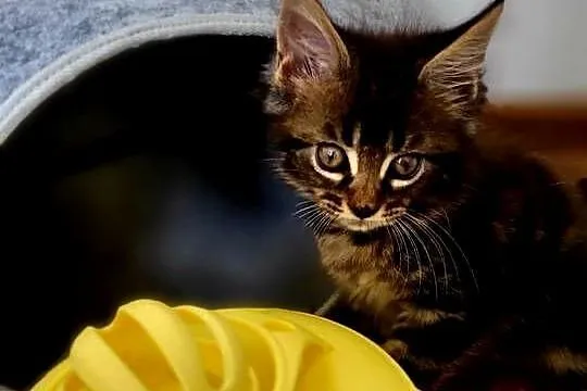 Koteczka Maine Coon, Pomorskie, Kościerzyna